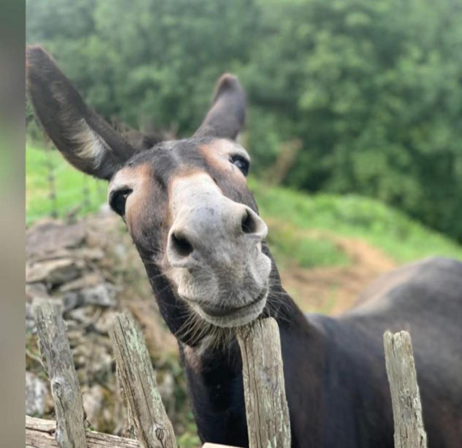 Agroturismo La Casona De Belmonte Ovinana  Eksteriør billede