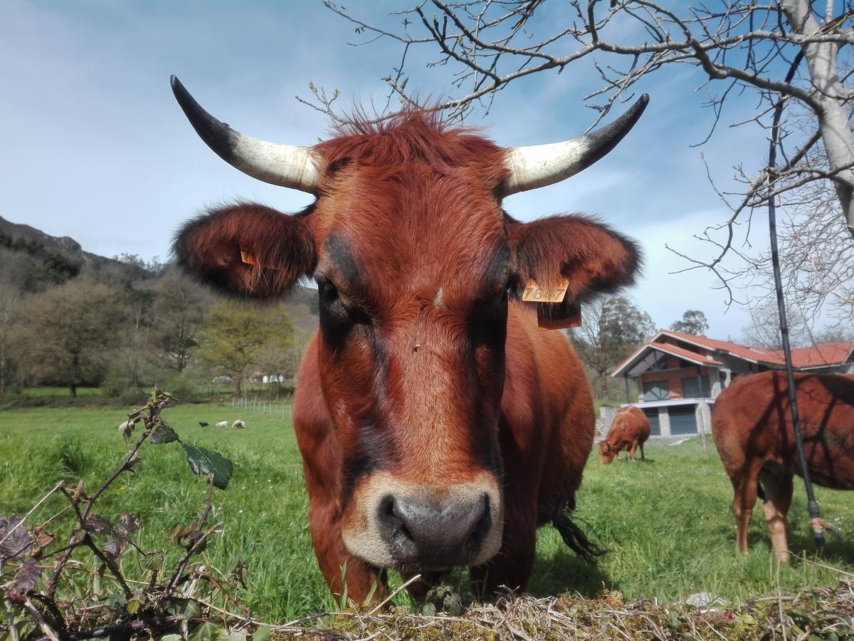 Agroturismo La Casona De Belmonte Ovinana  Eksteriør billede