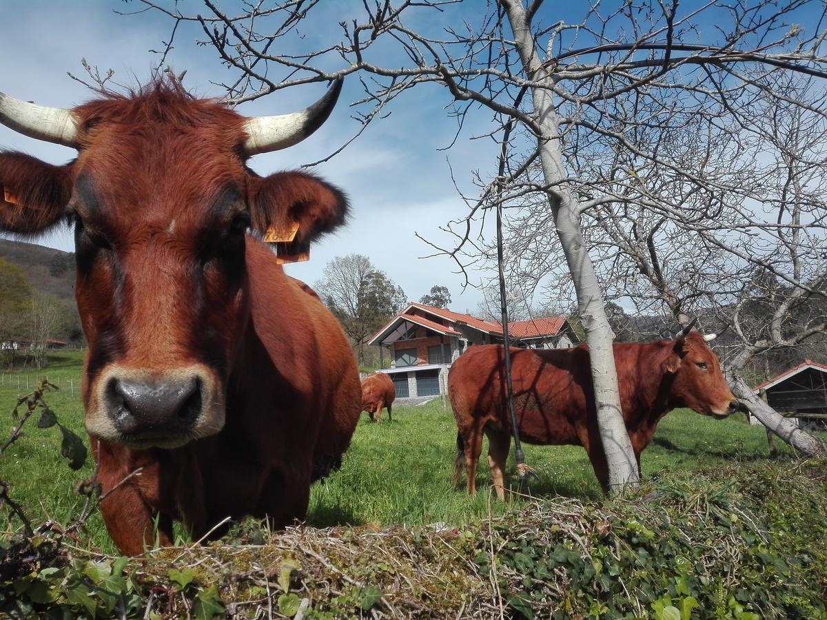 Agroturismo La Casona De Belmonte Ovinana  Eksteriør billede